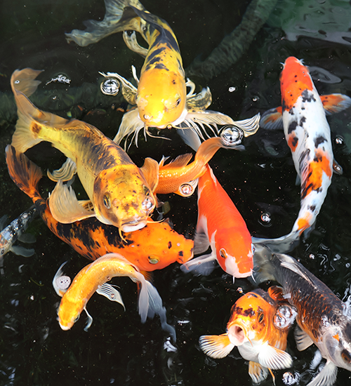 All Season's Koi fish swim together in one of their ponds. Their bright yellow and orange colors are beautiful!