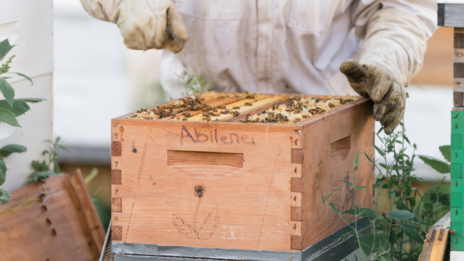 Up close shot of working in the hive rows