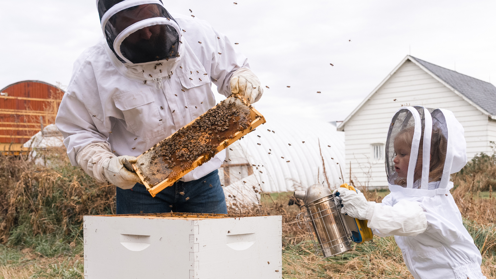 Beekeeper adult and child working on the hive together!