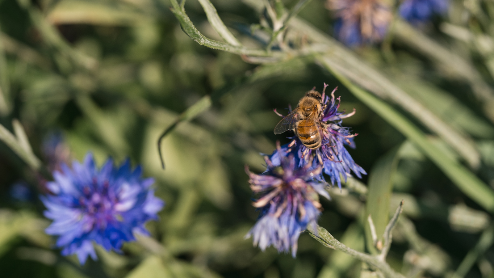 Up close shot of a honeybee resting on a purple/blue flower