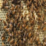Zoomed in photo of bees in a hive