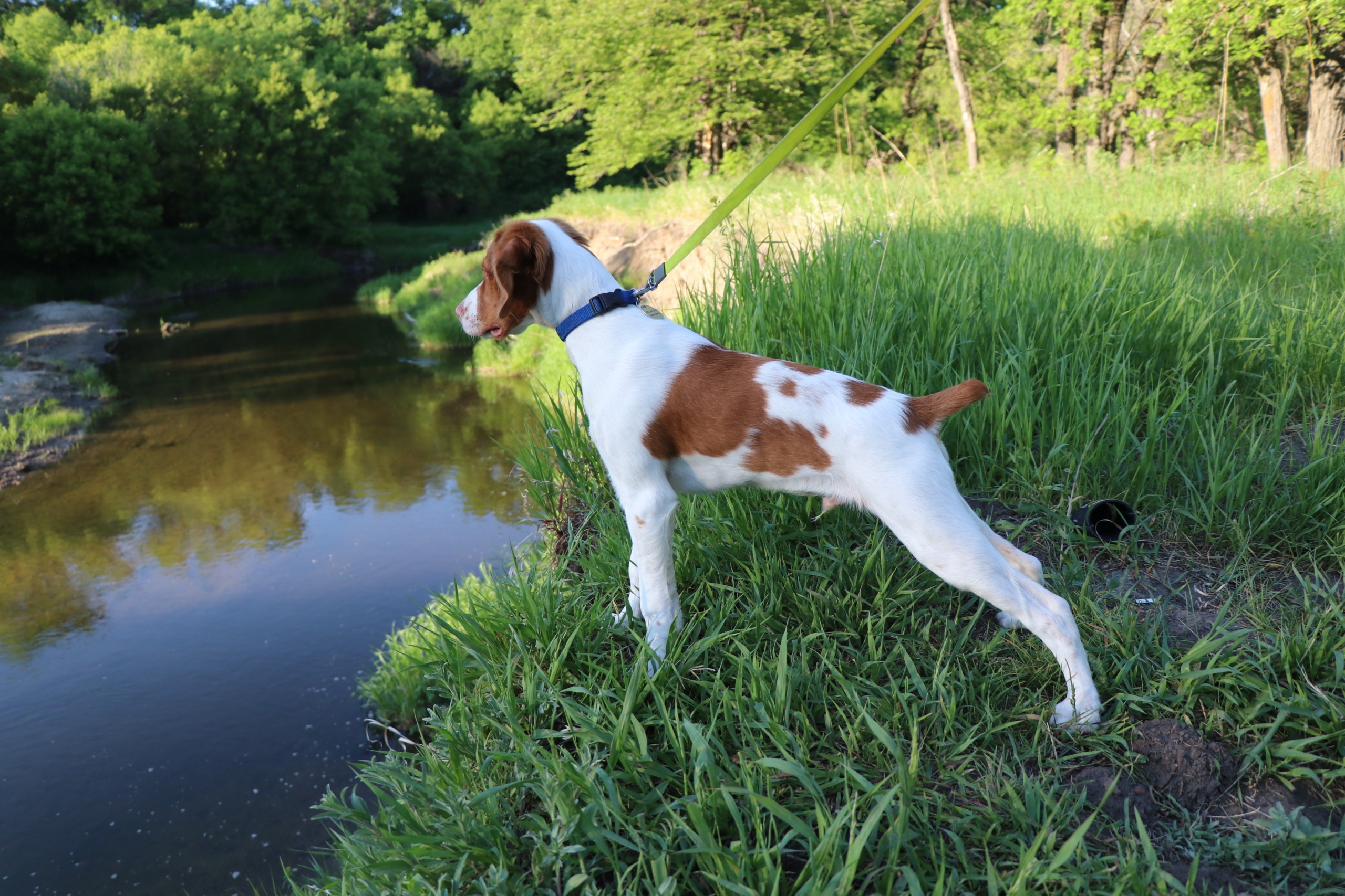 Greater Grand Forks A PetFriendly City & the Best For Dog Lovers