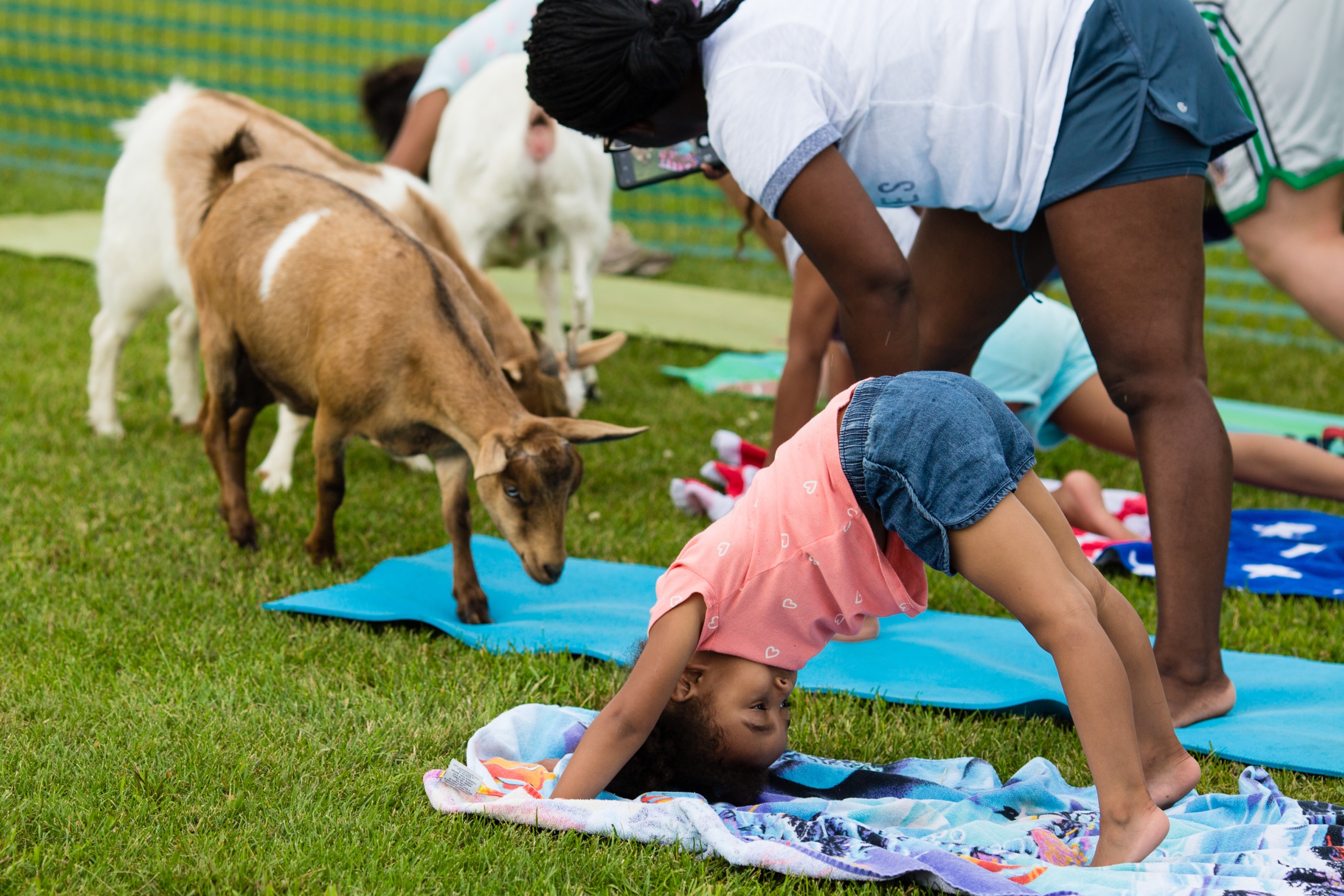 Girl Having Fun Doing Goat Yoga at Event in Grand Forks County