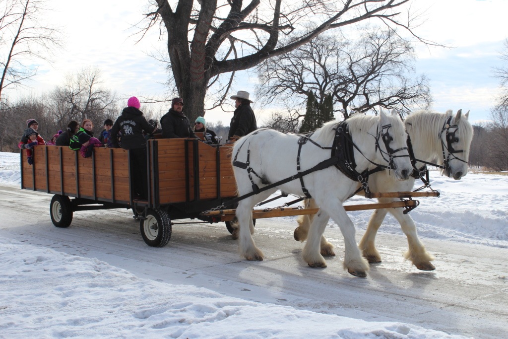 People Riding Horse Drawn Sleigh During Greenway Skidays Grand Forks- NEEDS SHAWNA NOEL SCHILL CREDIT