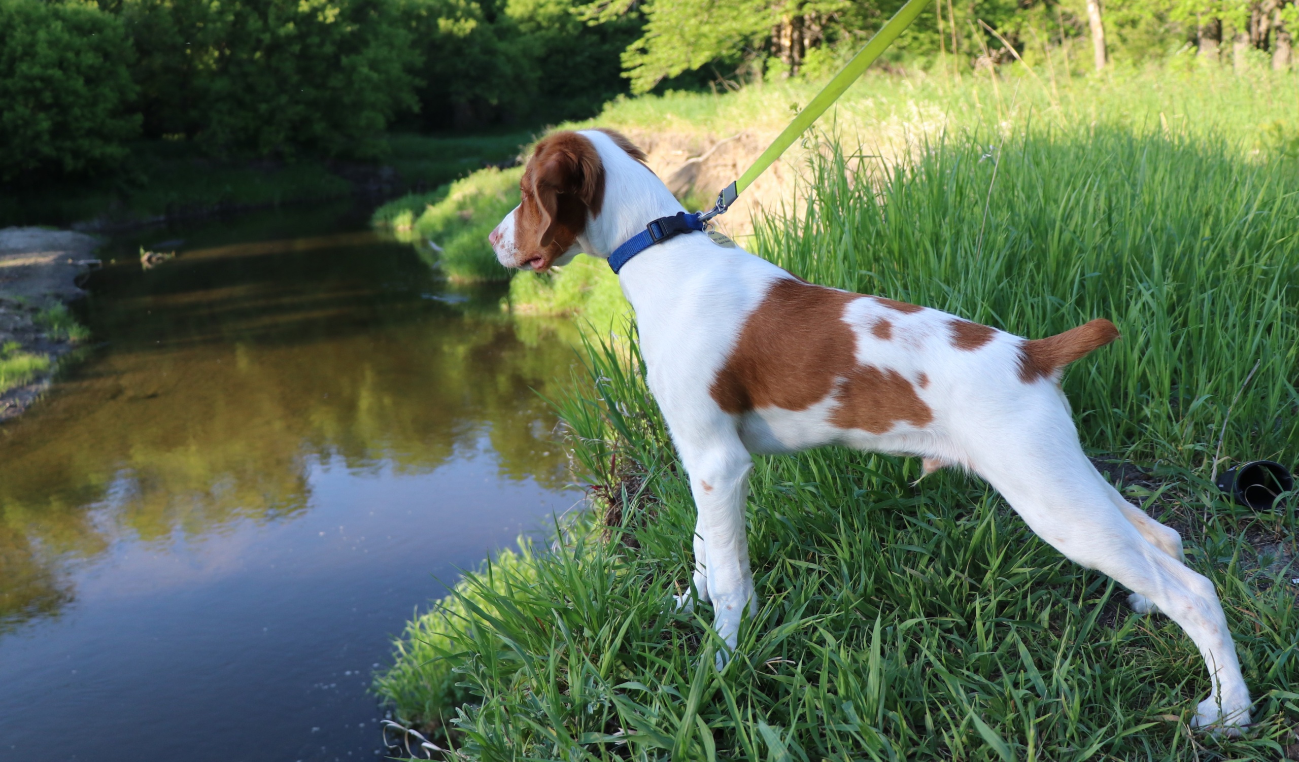 Dog Enjoying Nature Near River in Best City for Dog Lovers 2
