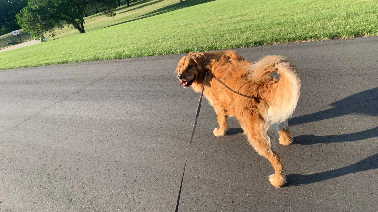 Dog walking on the Greenway