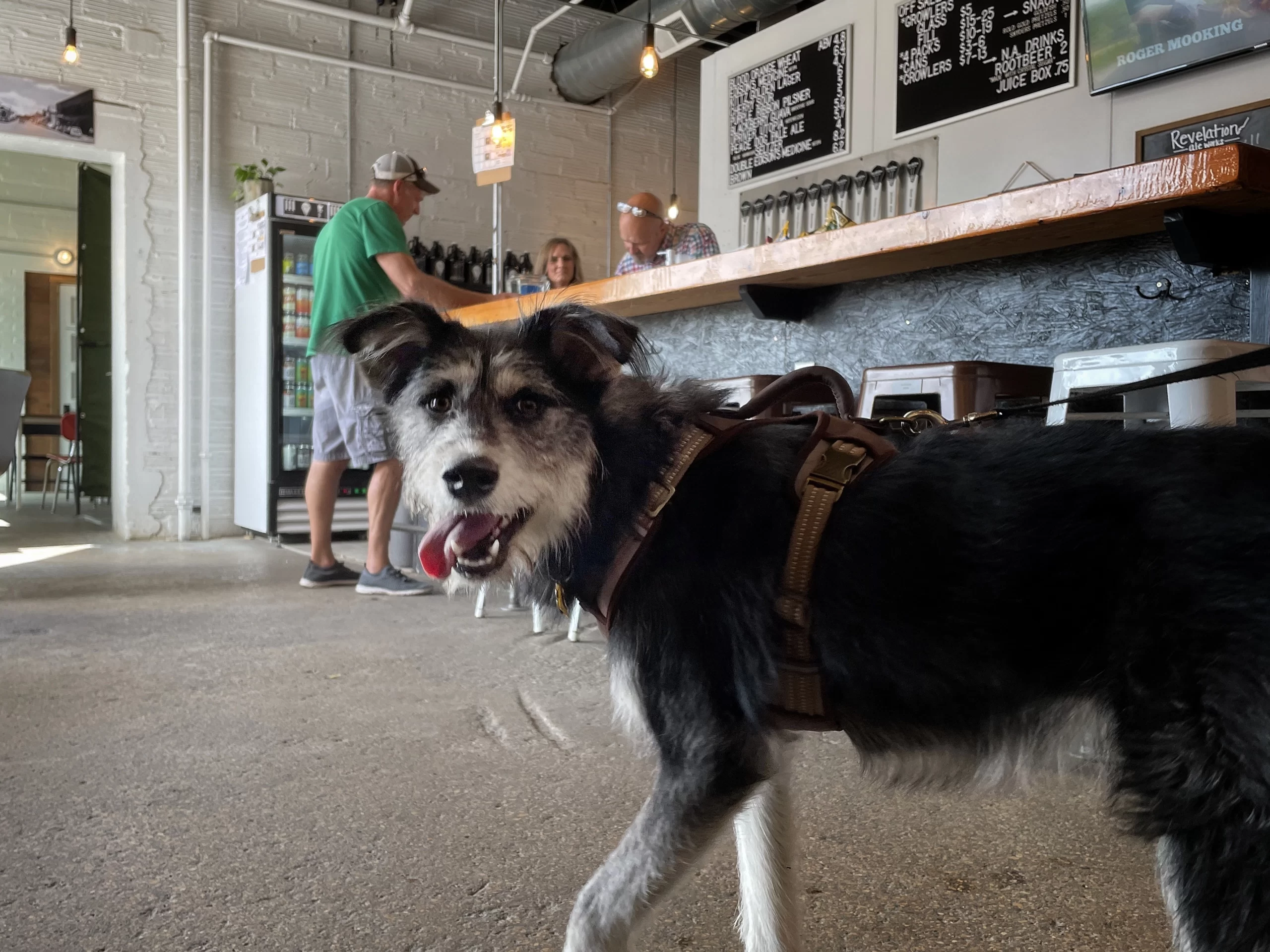 Dog in Bar