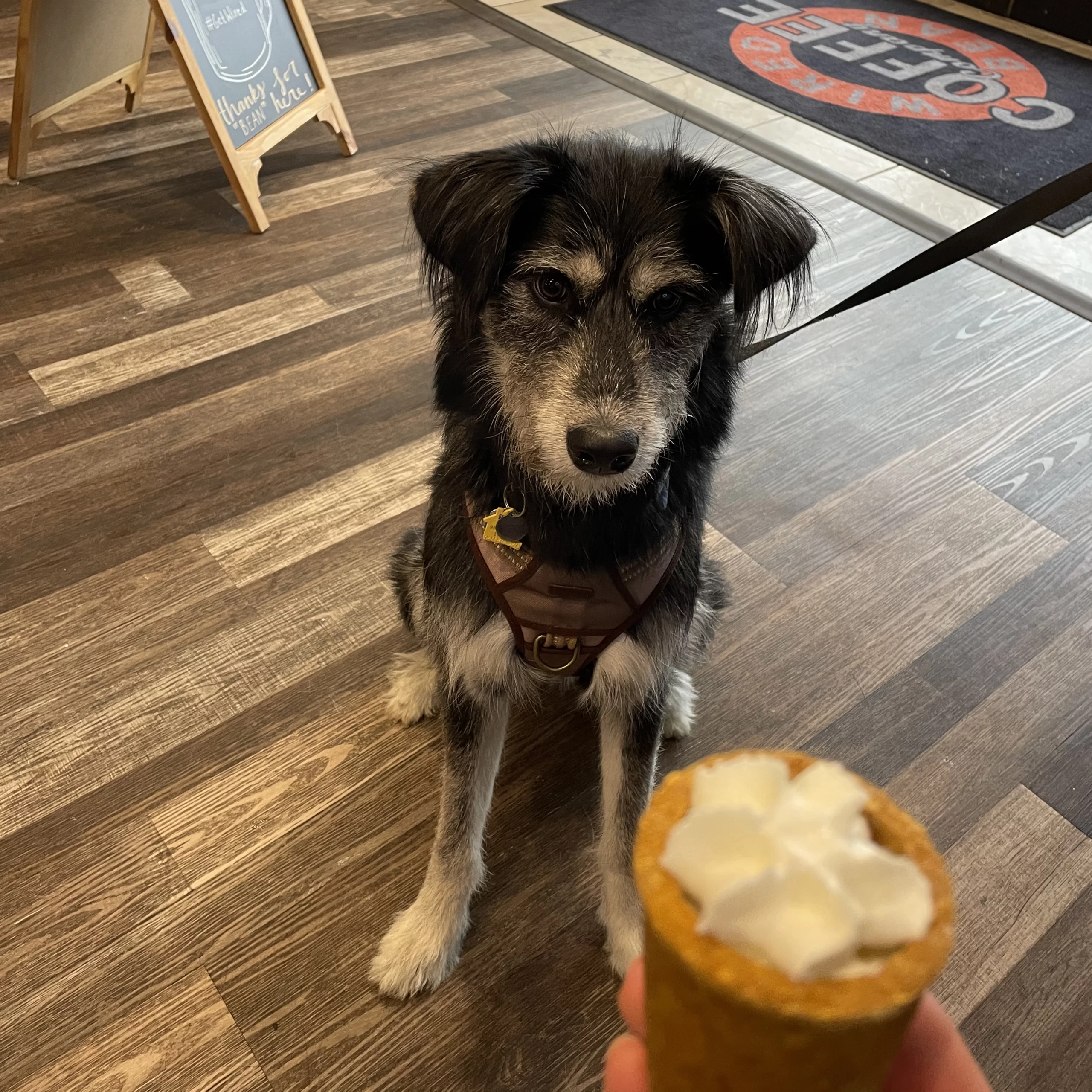 Dog in Wired Bean Coffee House waiting for treat