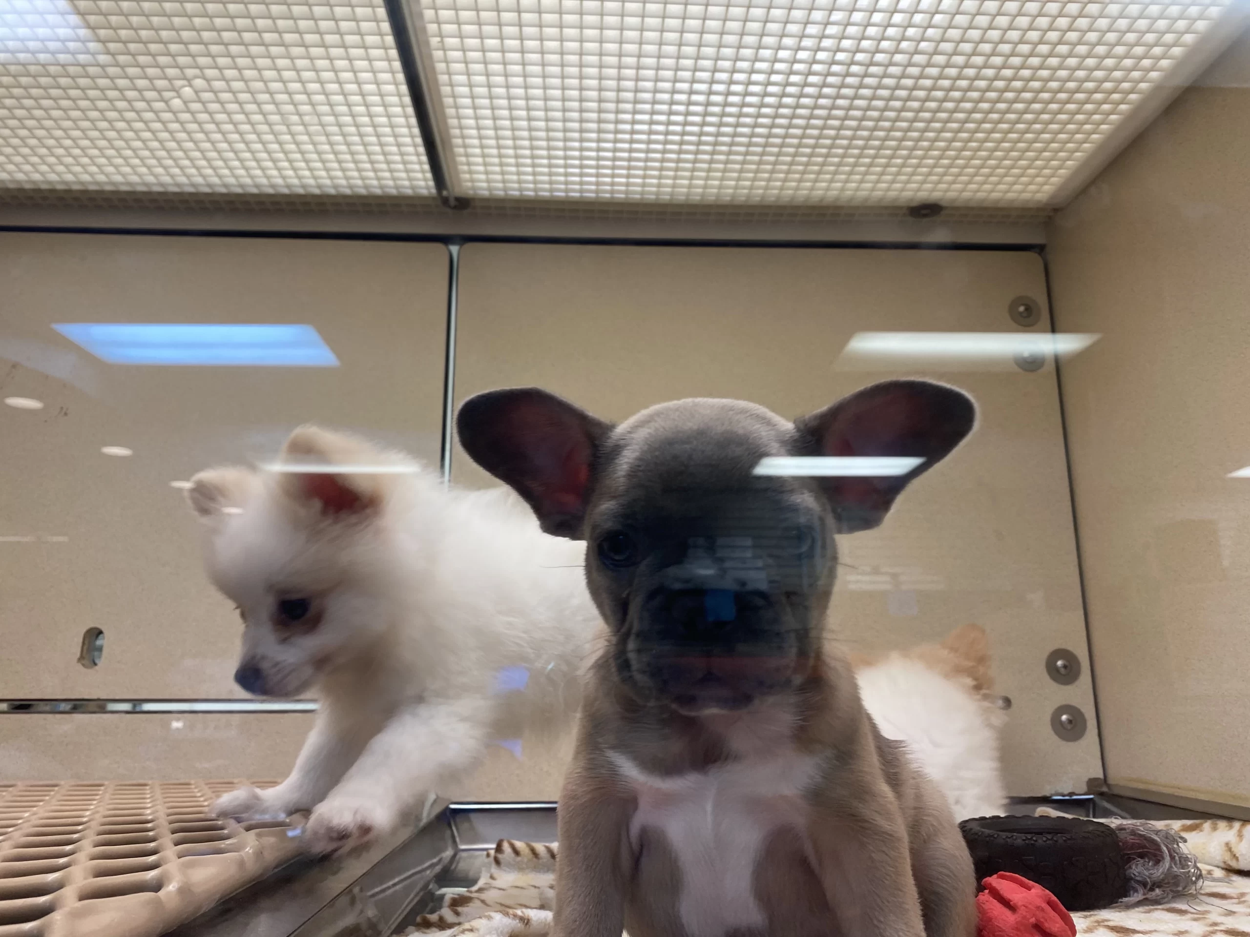 Two puppies stare through the glass at Pets R' Inn in the Columbia Mall in Grand Forks.