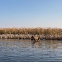 Three people accompanied by a dog on a mentored hunt in the water.