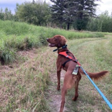 Dog walking a grassy trail on a leash.