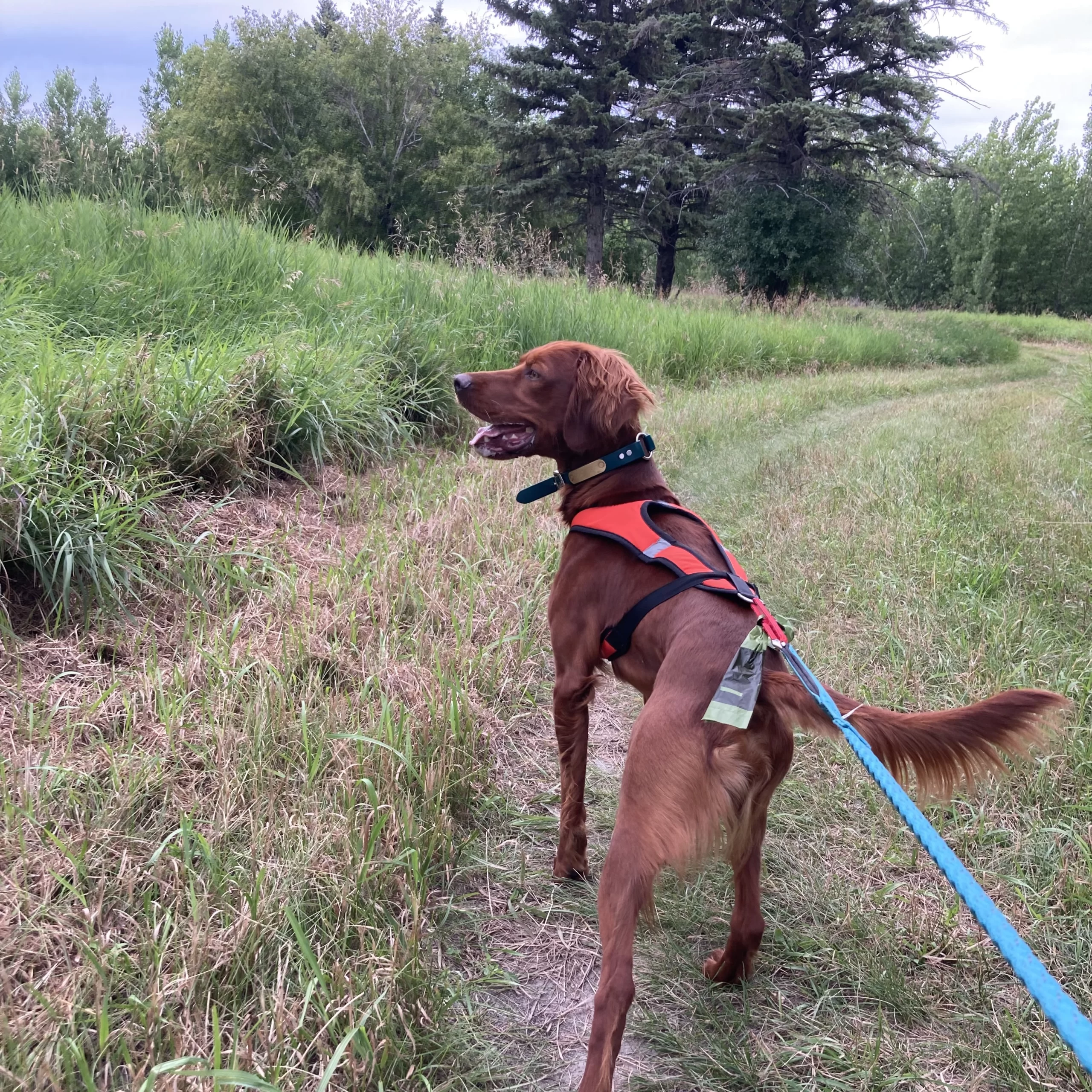 Dog canicross activity in Grand Forks.