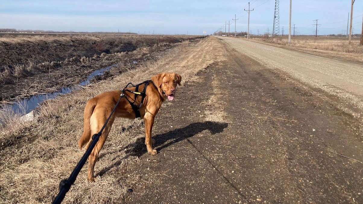 Grand Forks dog walking.