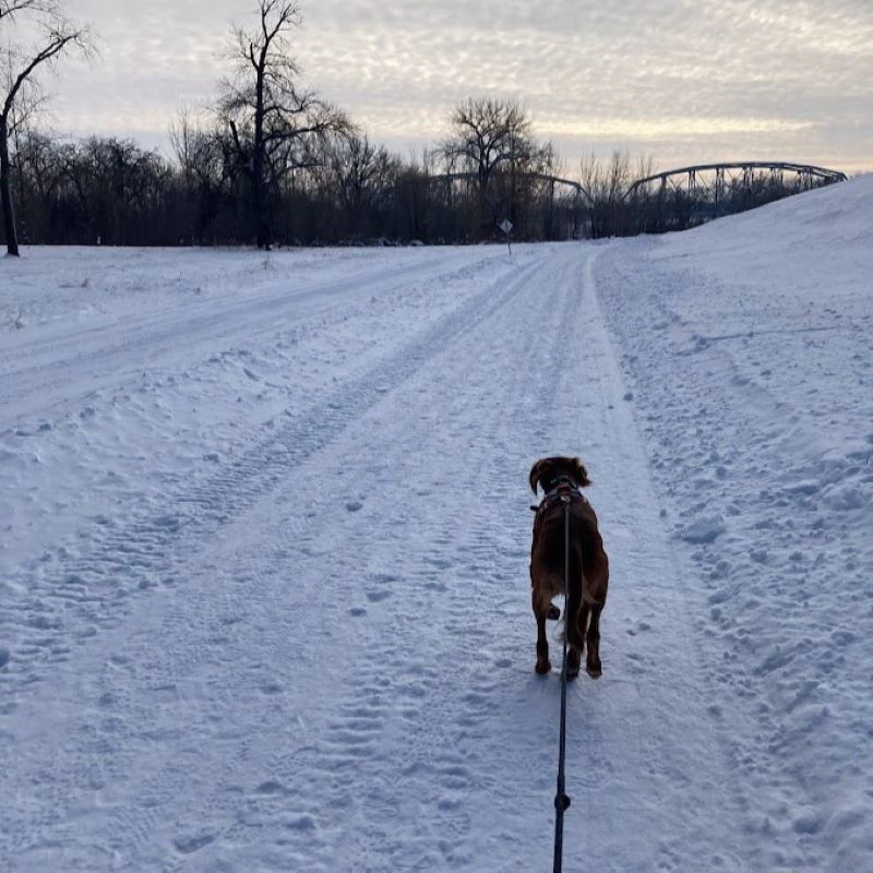 Grand forks dog walking in the winter.