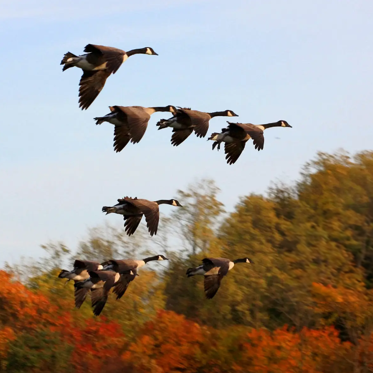 Eight geese fly in formation in front of a colorful autumn forest