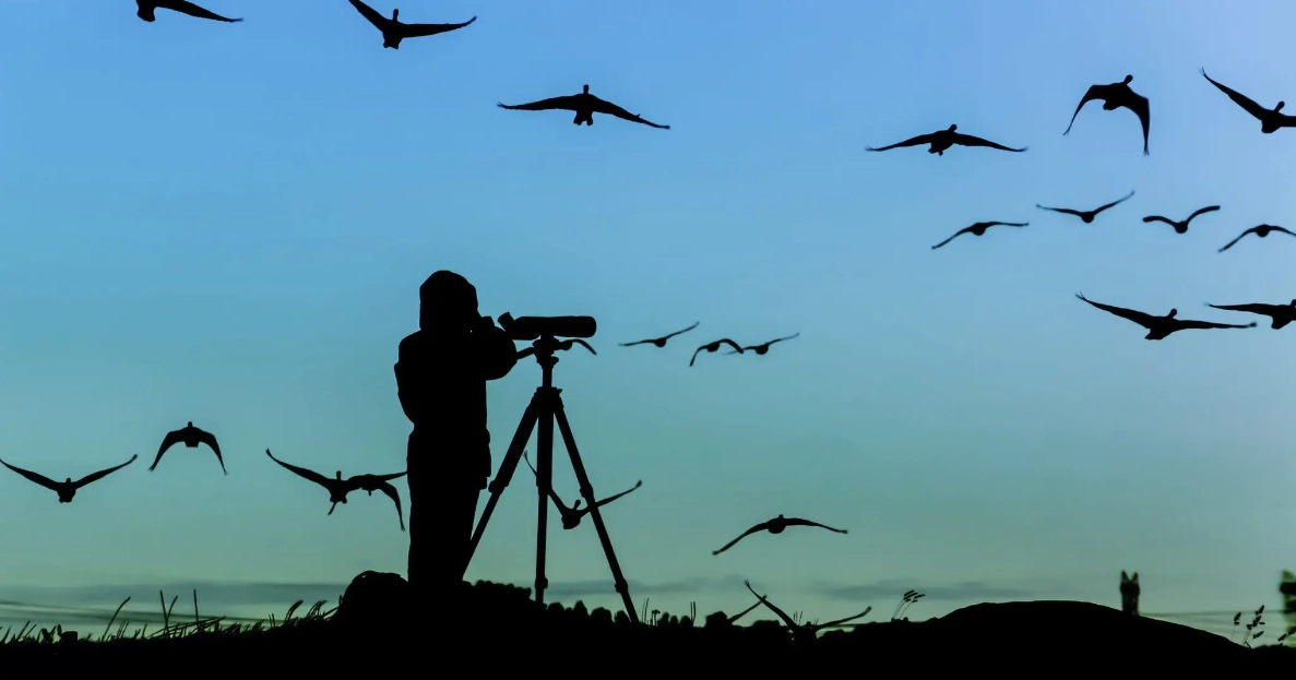 Bird watching at dawn in Grand Forks.