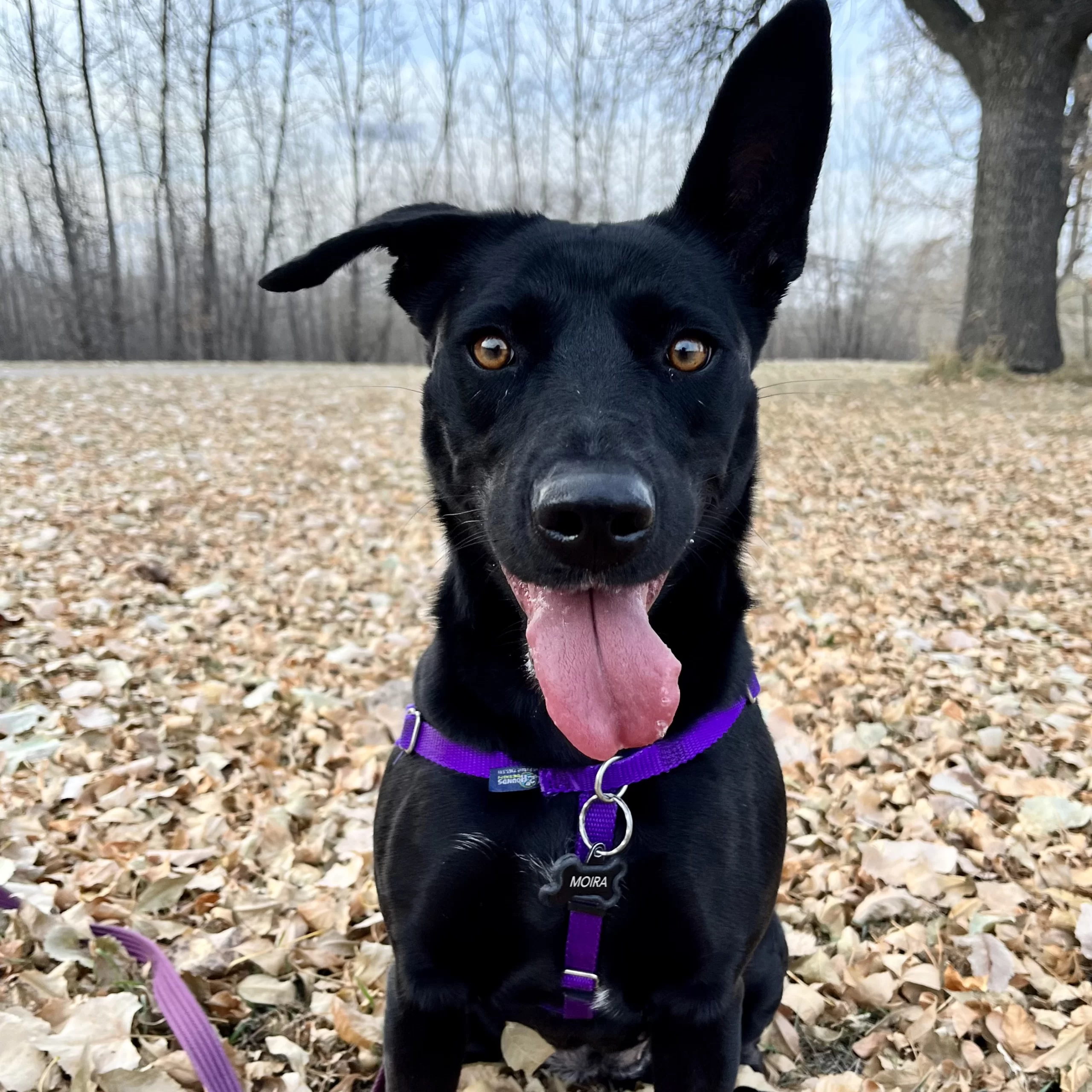 Journey Home Animal Rescue Dog in Grand Forks.