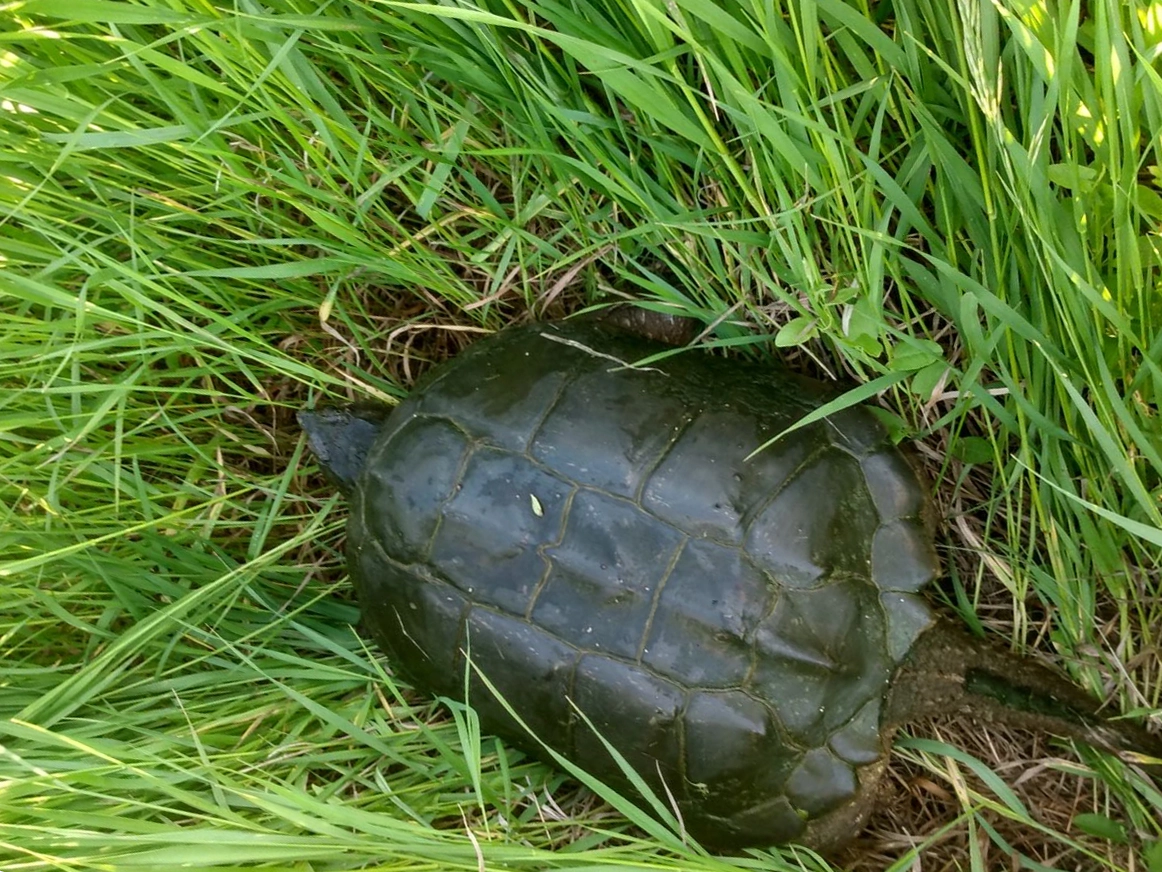 Turtle in the grass at Turtle River State Park in the Grand Forks Region.