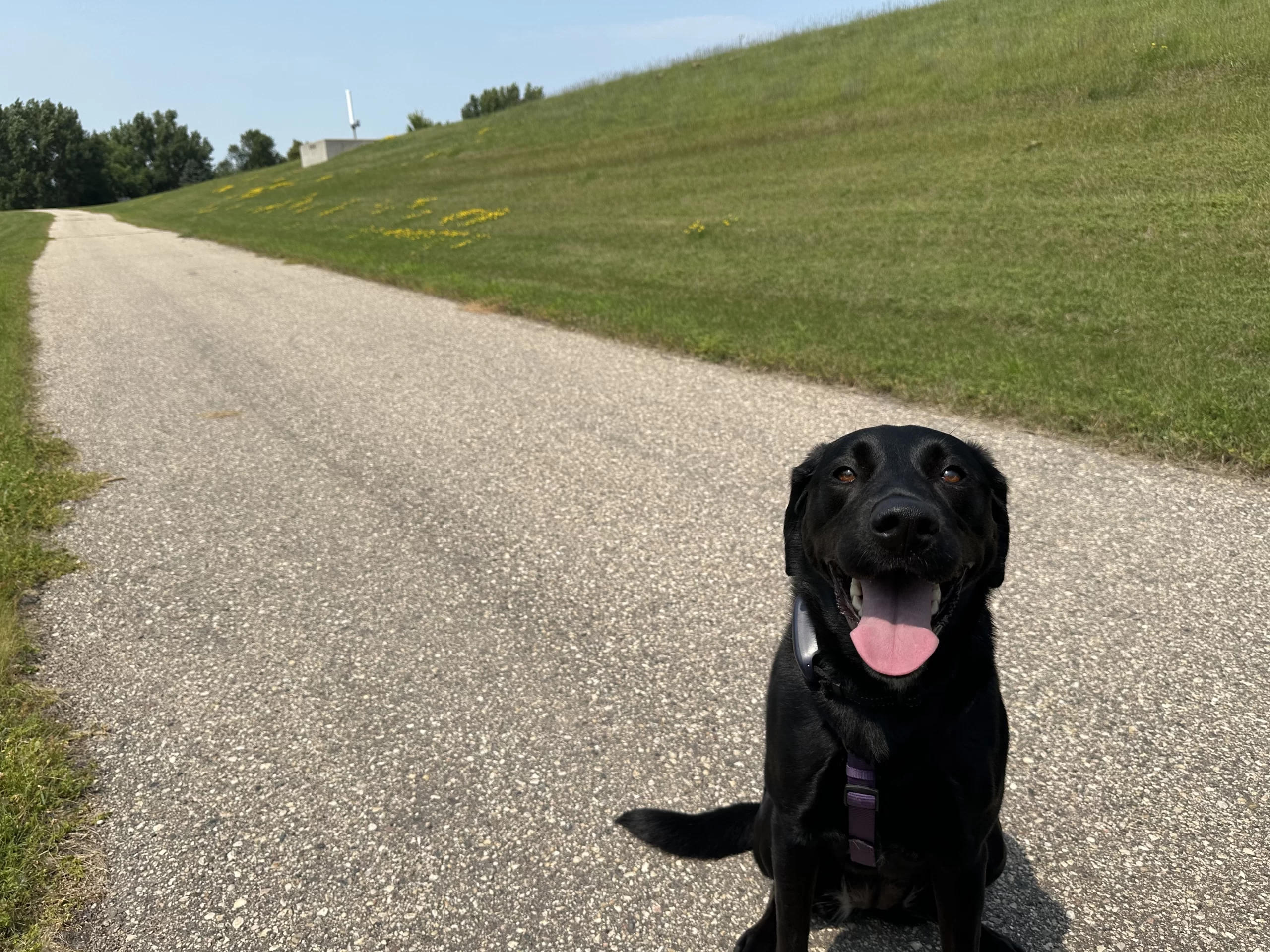 Dog on the Greenway in Grand Forks.