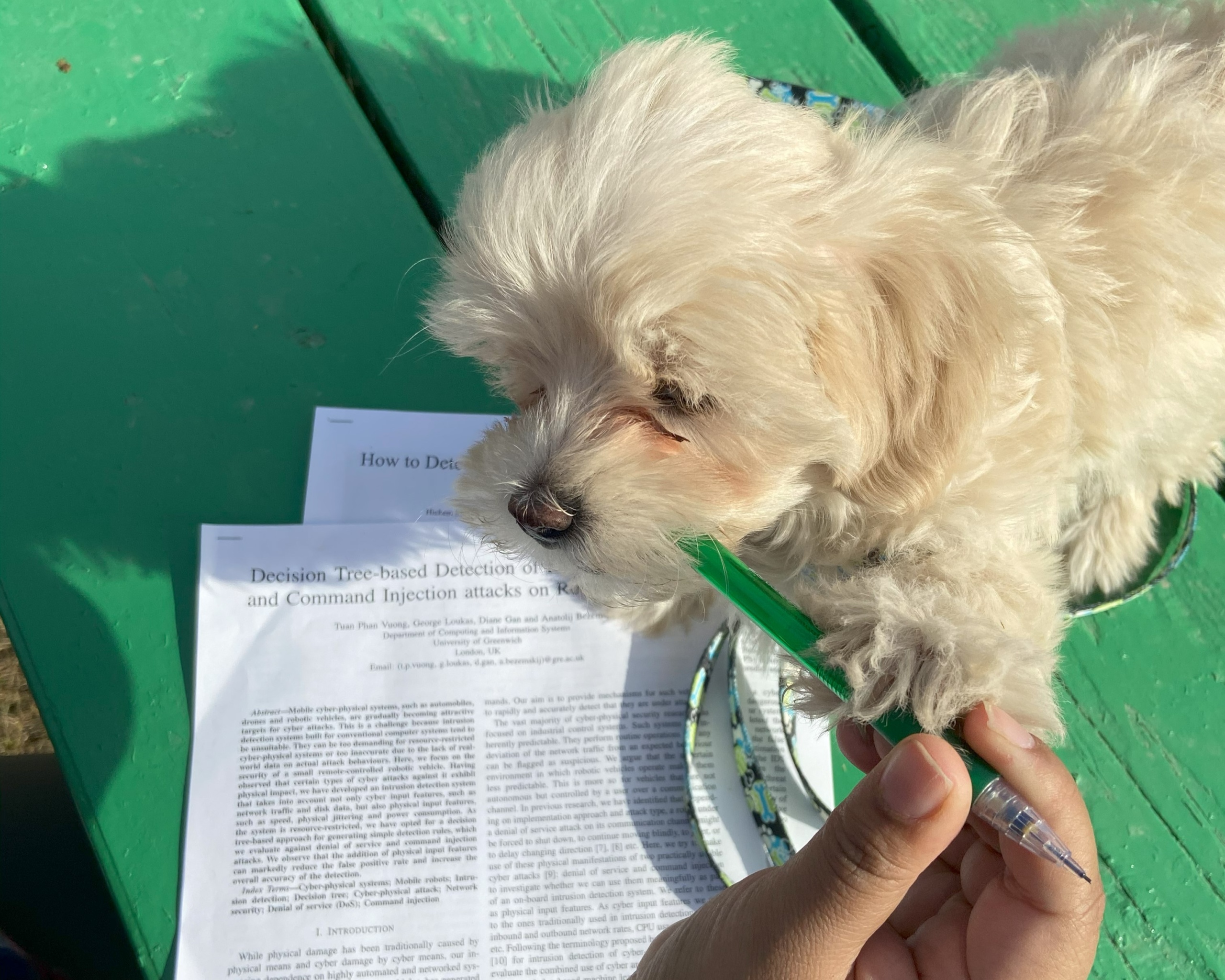 Rio stands on some academic papers while he tries to eat Benu's pencil.