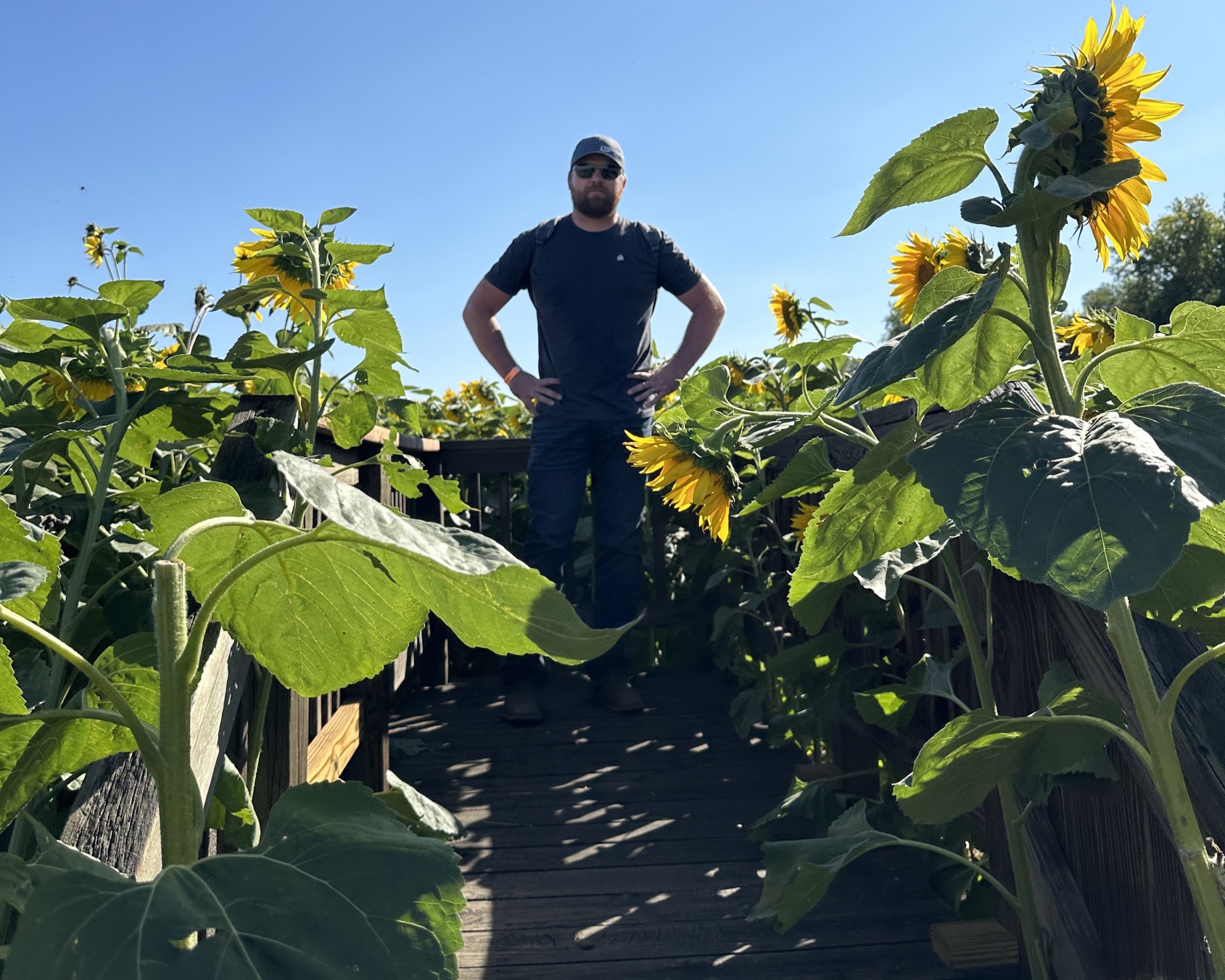 What's Cooler Today writer Jasmine's husband stands proudly with his hands on his hips in a field of sunflowers