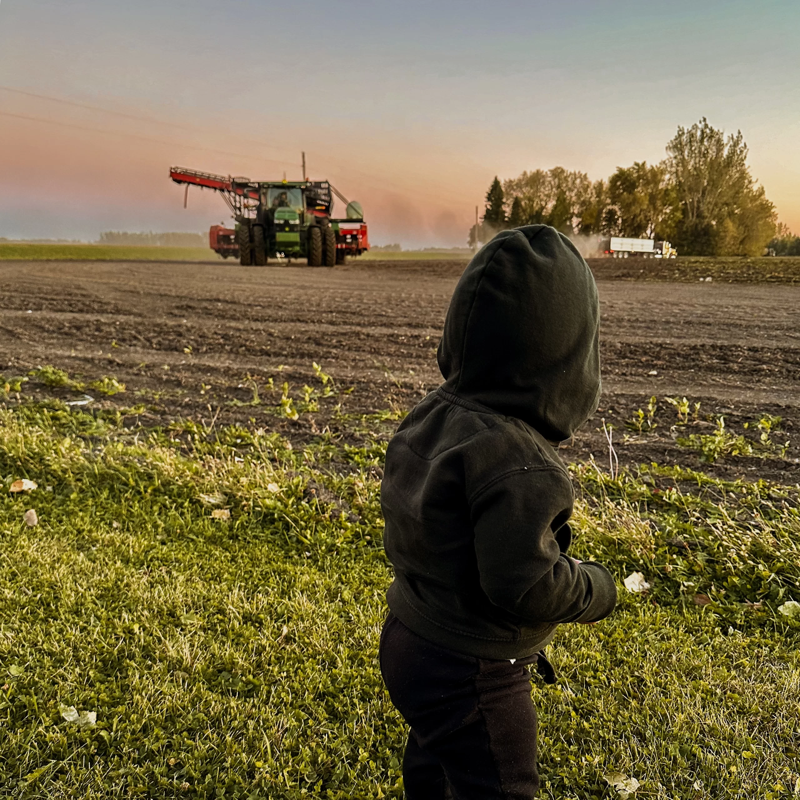 Baby in sugar beet field in Grand forks