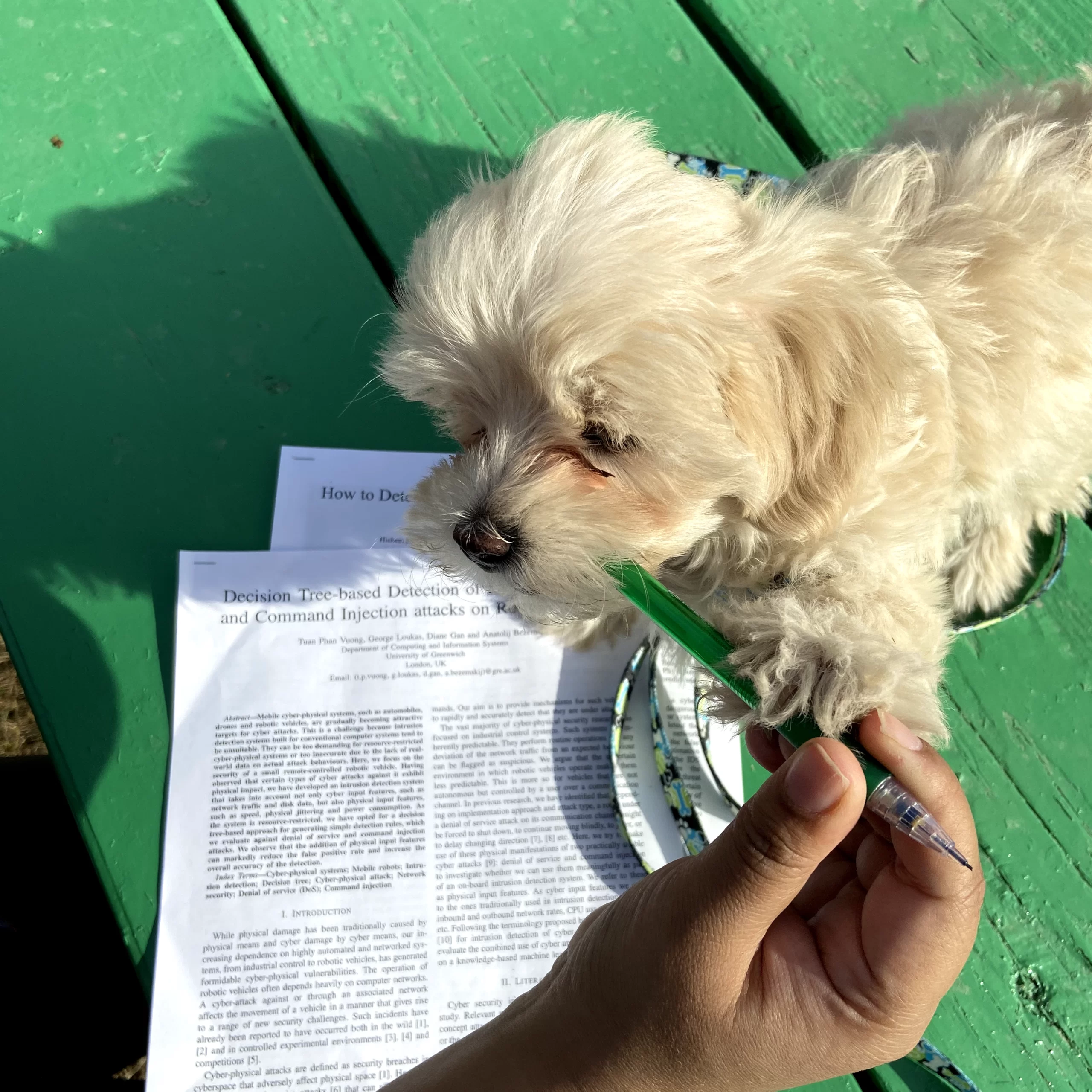 Rio stands on some academic papers while he tries to eat Benu's pencil.