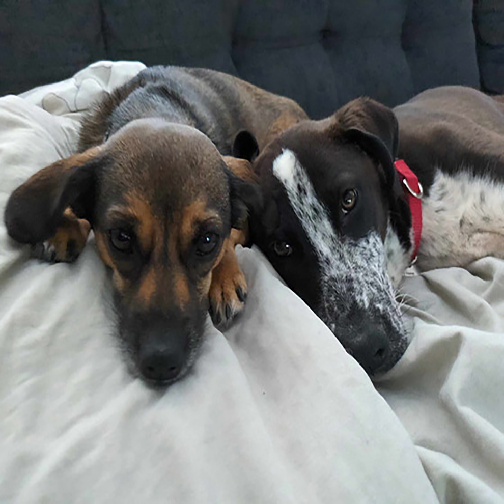 Doggies cuddling closeup Two pups lounge together snuggling in this closeup