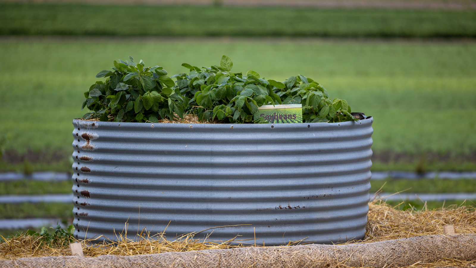 Soybean Planter Raised bed for soybean plants.