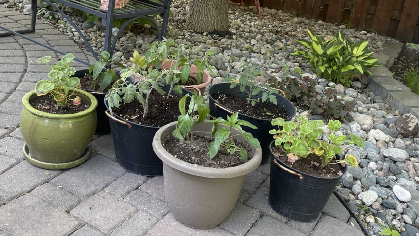 Potted Plants on Patio A grouped together photo of veggies and flowers in pots. They have gotten too much sun!