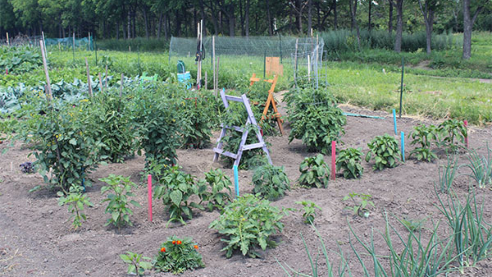 Community Garden Photo Grand Forks Community Gardens Photo. Plots and rows are shown across an in ground garden.
