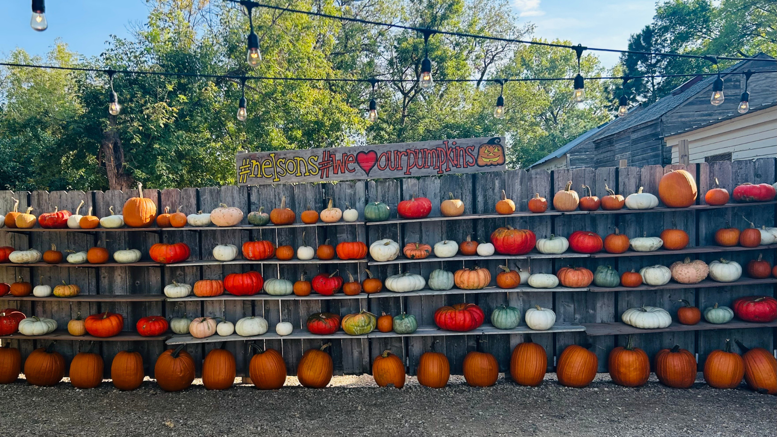 Nelson's Pumpkin Patch pumpkin wall!