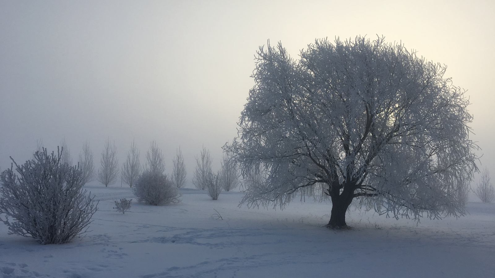 Winter scenic photo while a storm is rumbling through. A tree stands in the middle with frost along all its branches