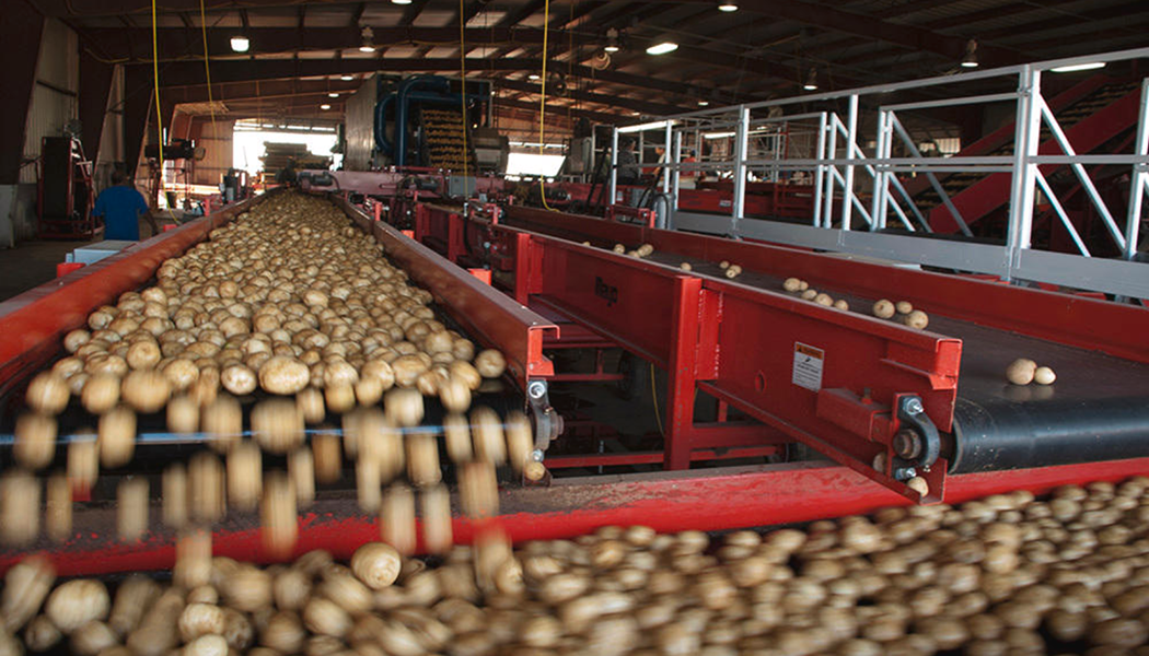 a bunch of potatoes going down a track