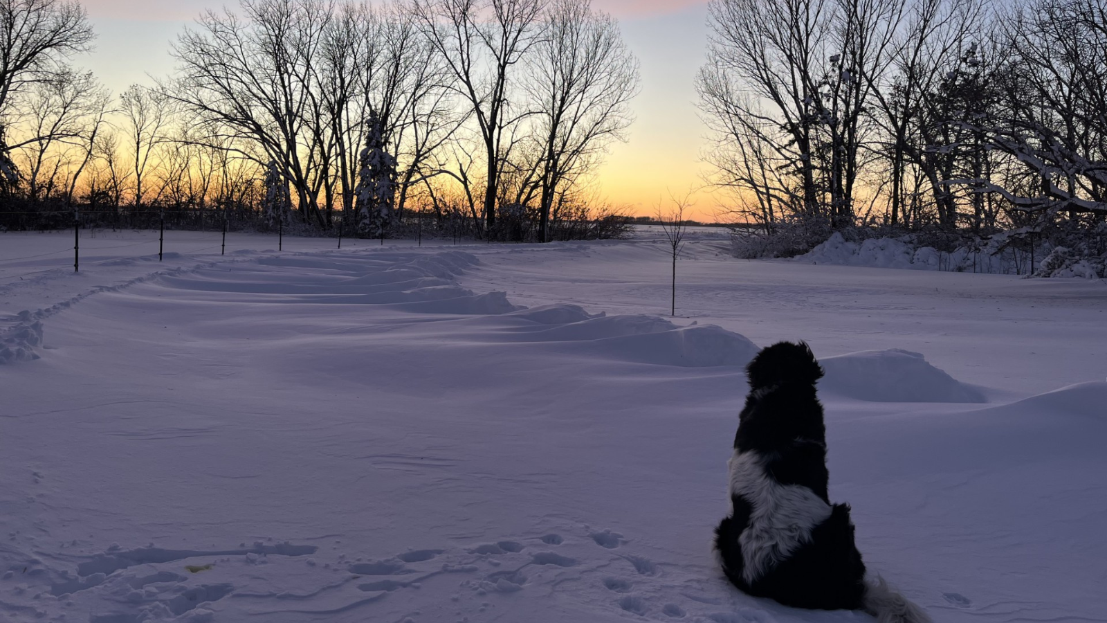Sheepdog Peaceful Winter Driveway this image shows the same sheepdog looking out over his countryside driveway blanketed in powdery white snow as the sun sets