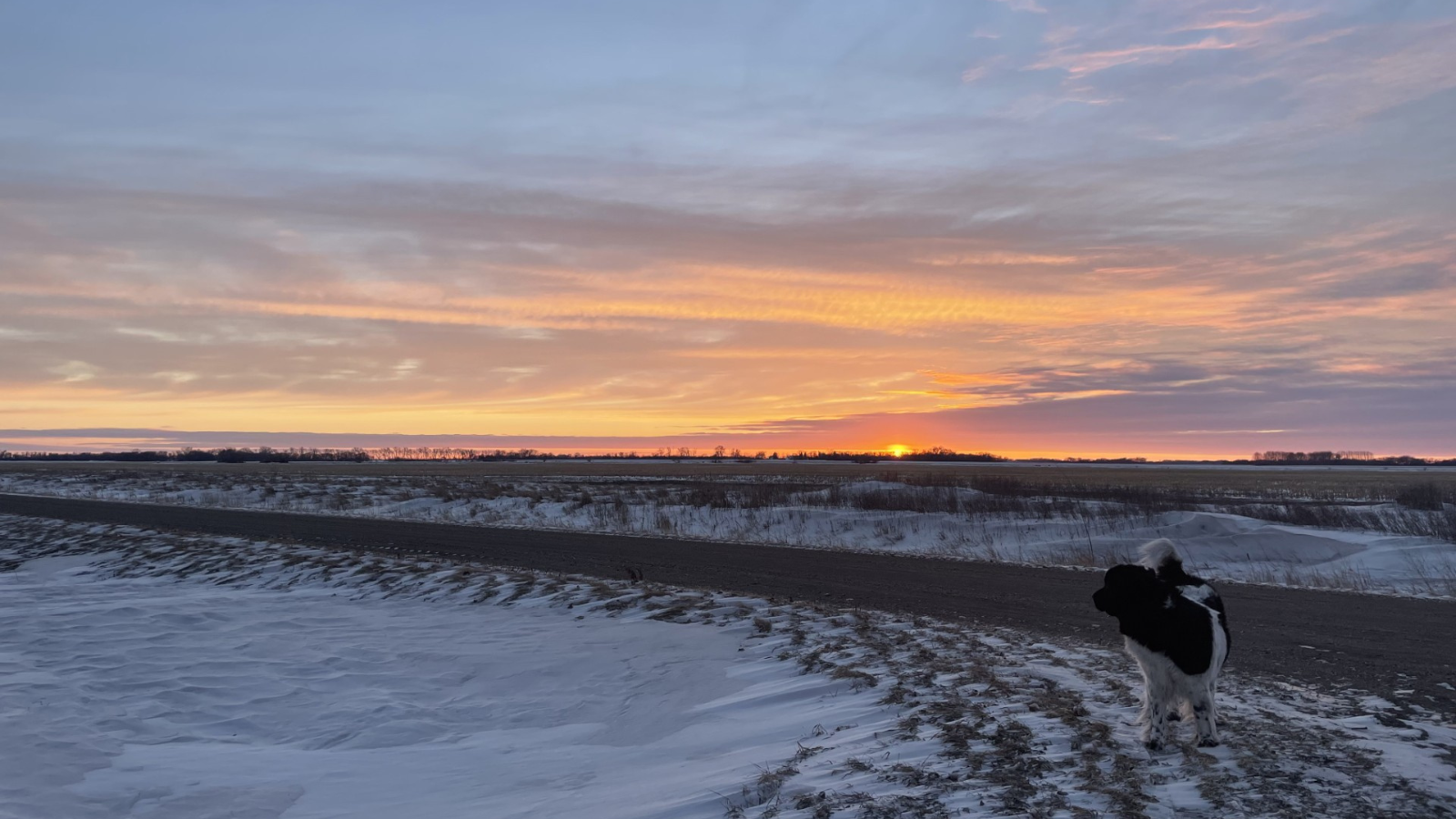 Sheepdog Field images Another spot of a sheepdog looking out over the setting sun on a countryside field. The winter white snow makes the image all the softer.