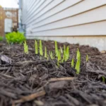 Up close shot of new tulip buds sprouting in the spring time garden!