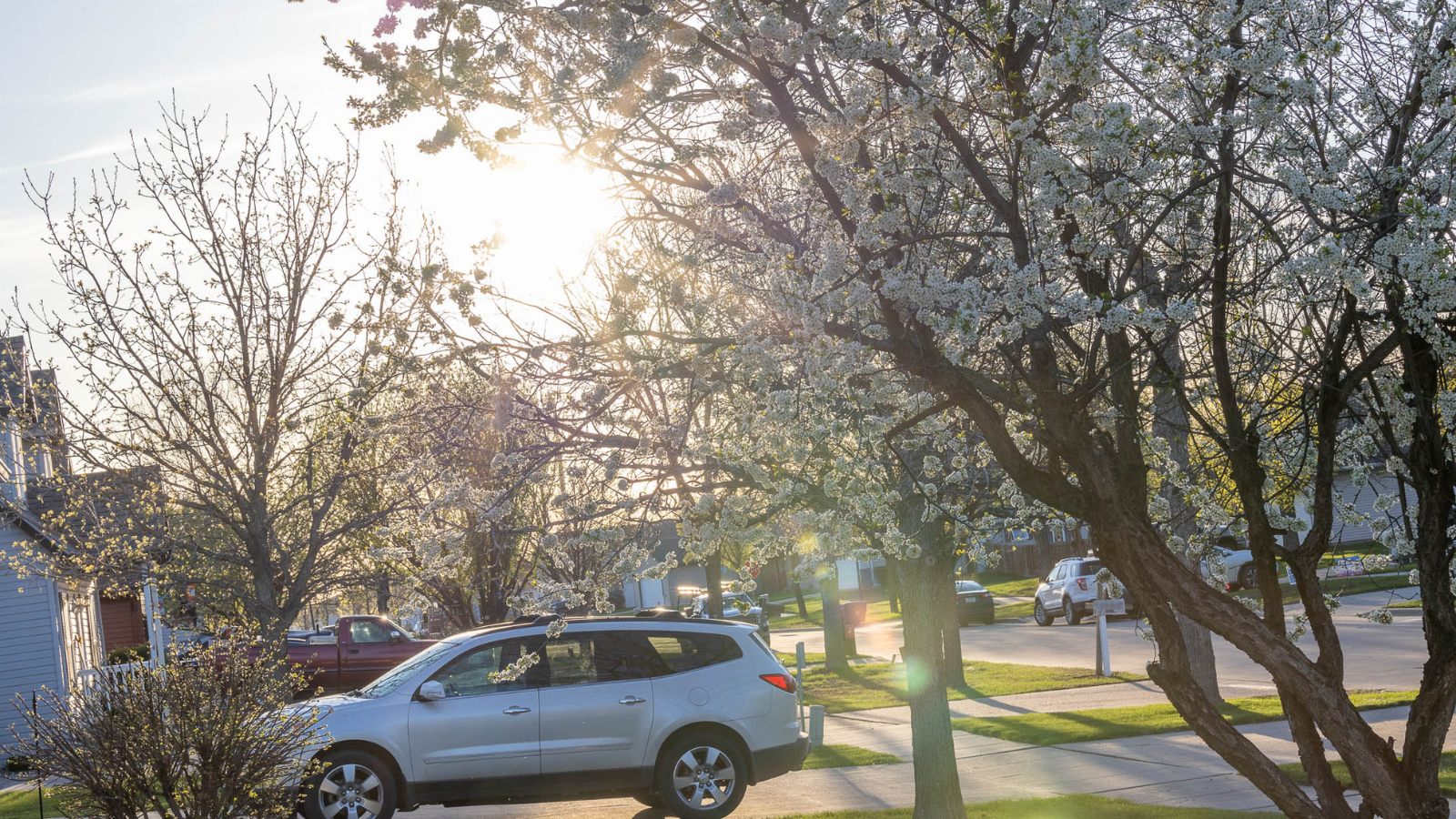 Springtime Flowering Trees Photo springtime photo in a Grand Forks neighborhood with the sun shining through the new blooms on a tree