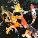 All Season's Koi fish swim together in one of their ponds. Their bright yellow and orange colors are beautiful!