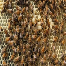 Zoomed in photo of bees in a hive
