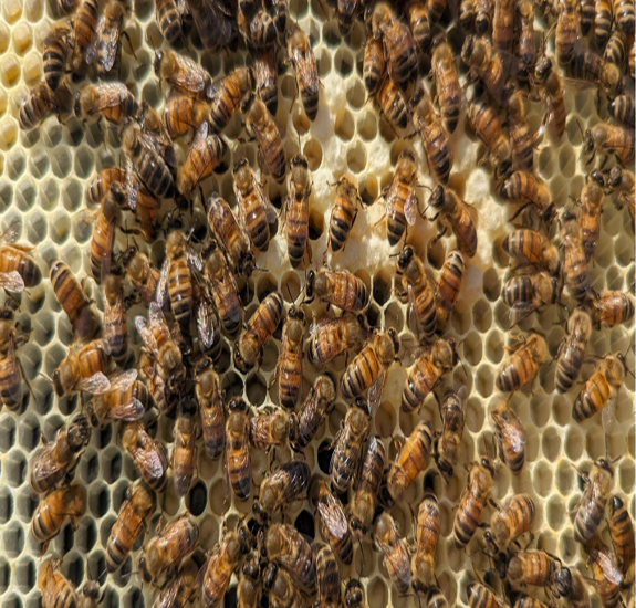 Zoomed in photo of bees in a hive