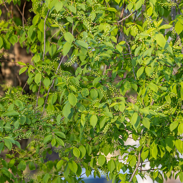 Grand Forks Spring Cleaning Guide