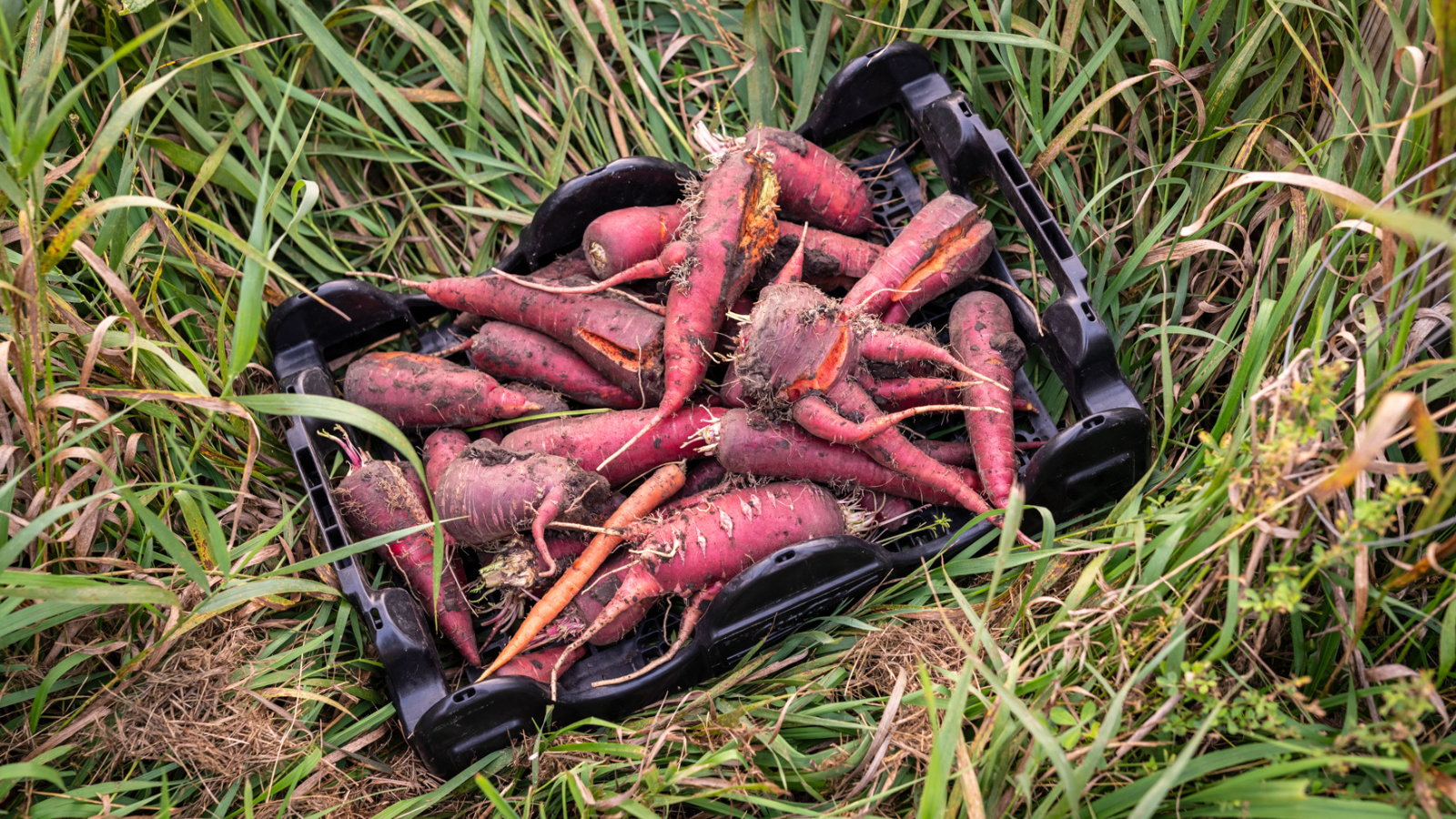 A close up shot of some rainbow carrots that have been harvested from a community garden in town
